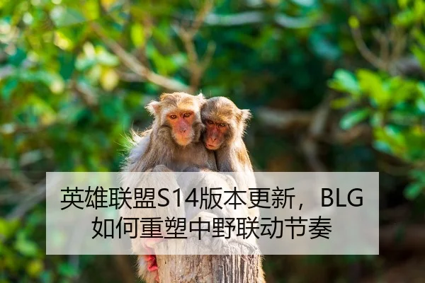 英雄联盟S14版本更新，BLG如何重塑中野联动节奏